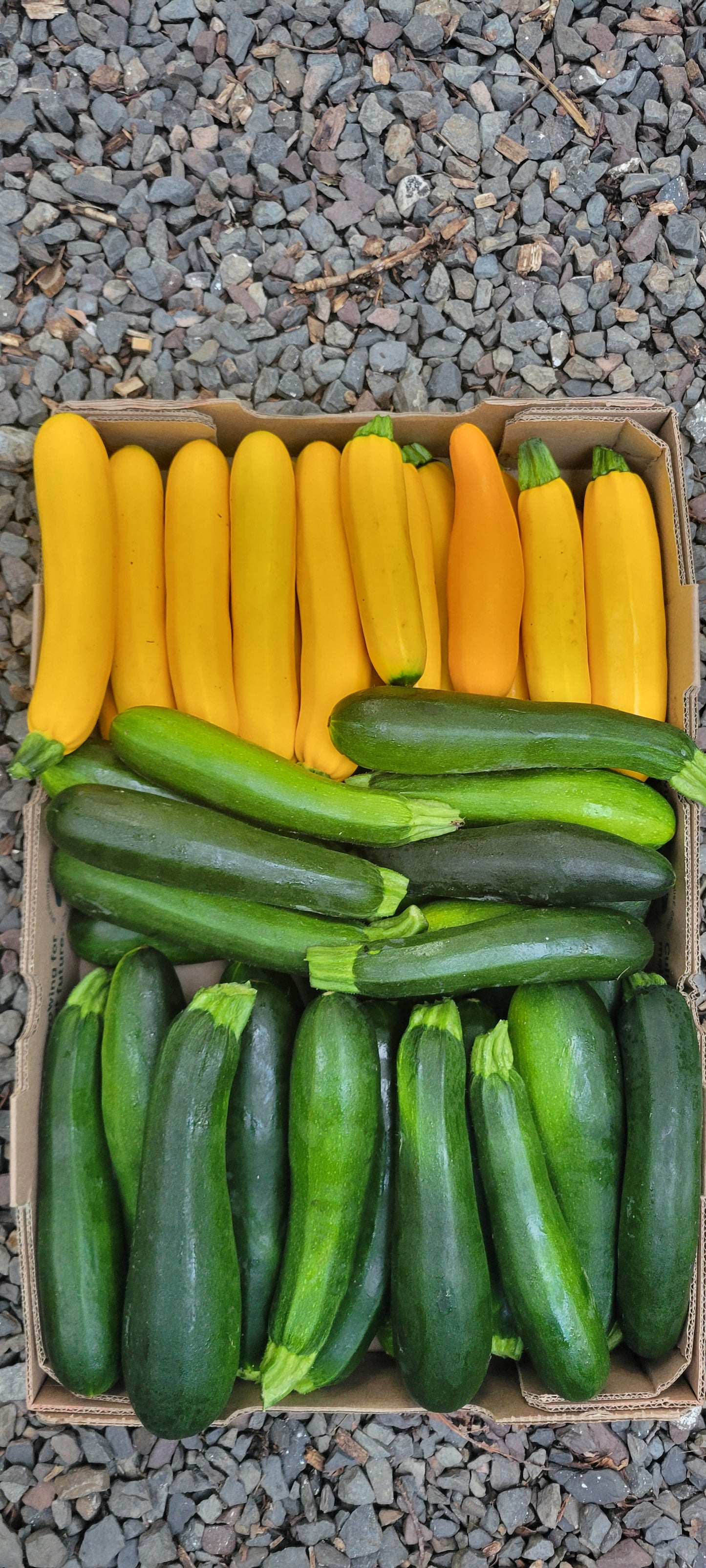 Zucchini