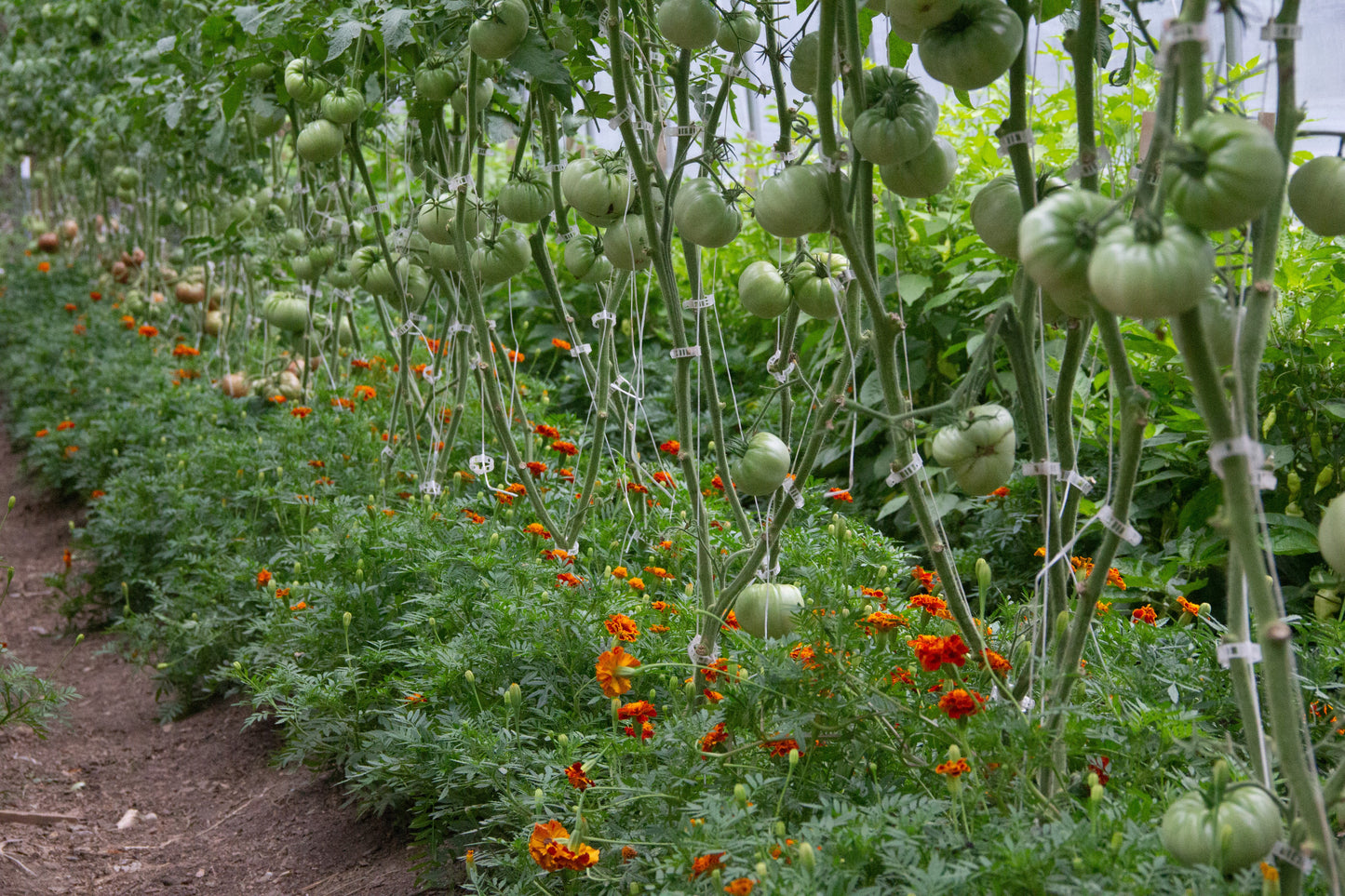 Heirloom Tomatoes