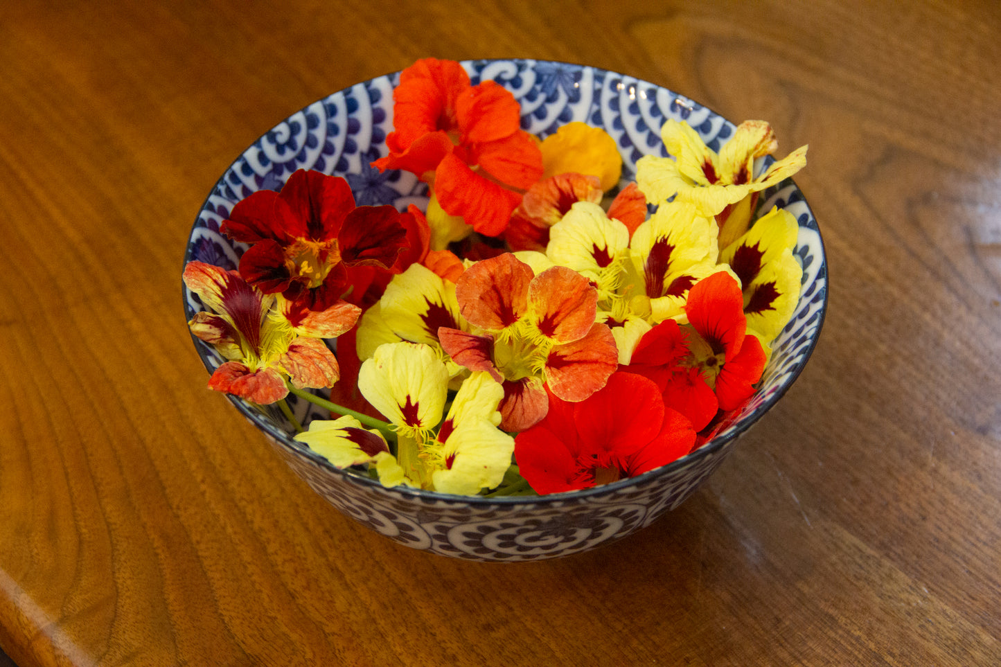 Edible Nasturtium Flowers