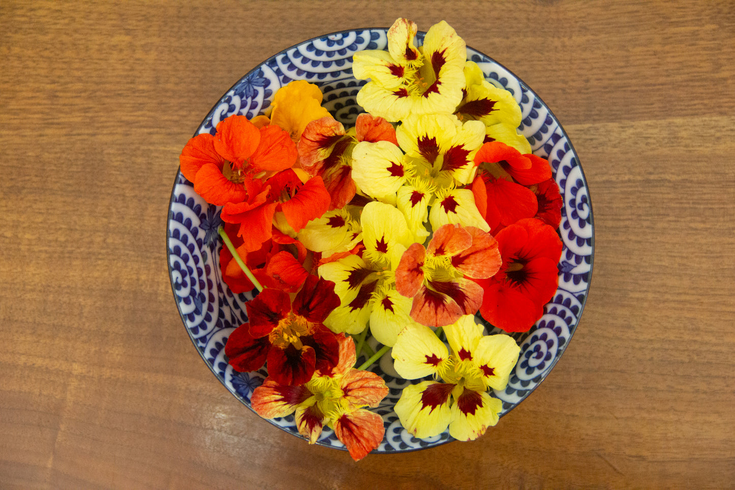 Edible Nasturtium Flowers