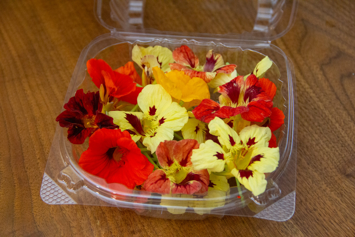 Edible Nasturtium Flowers