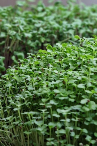 Broccoli Microgreens