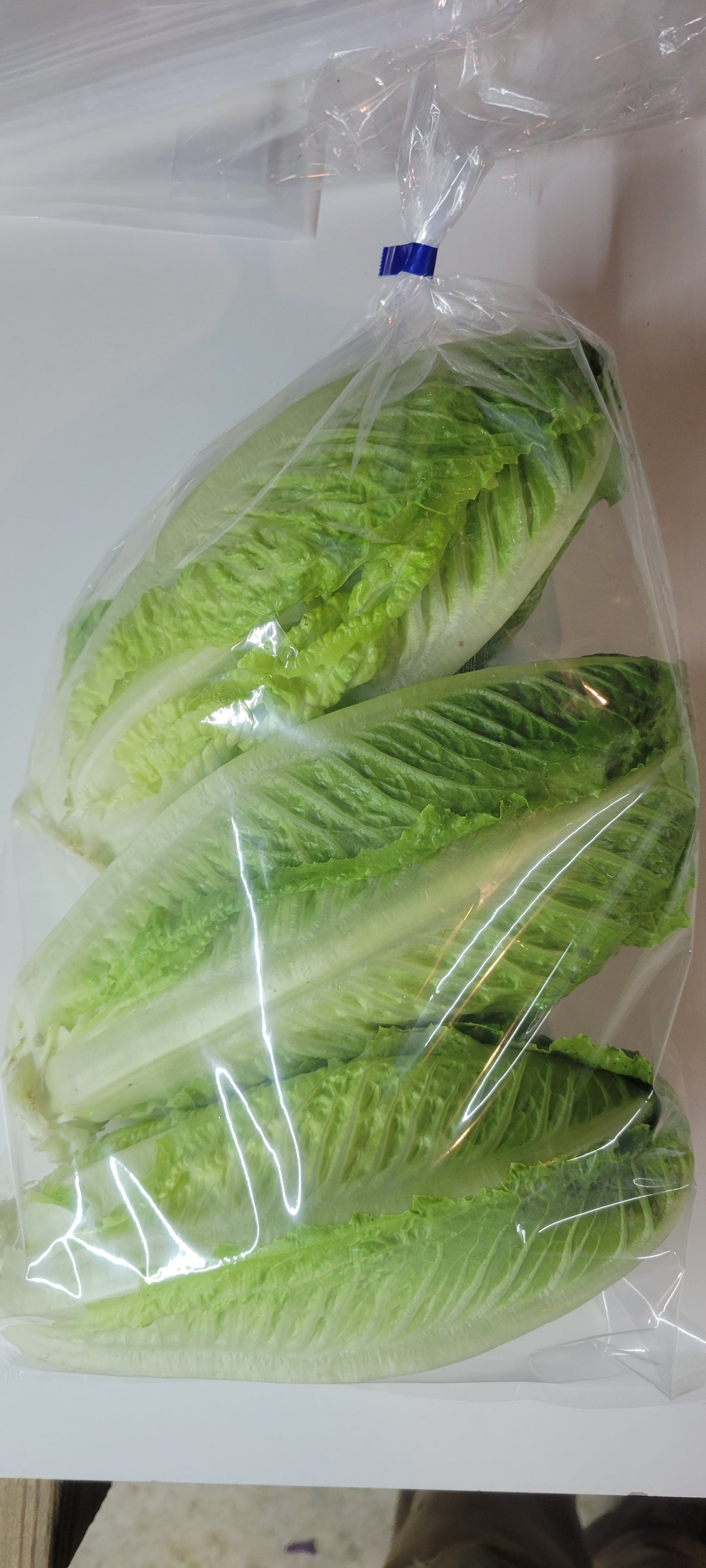 Romaine Hearts