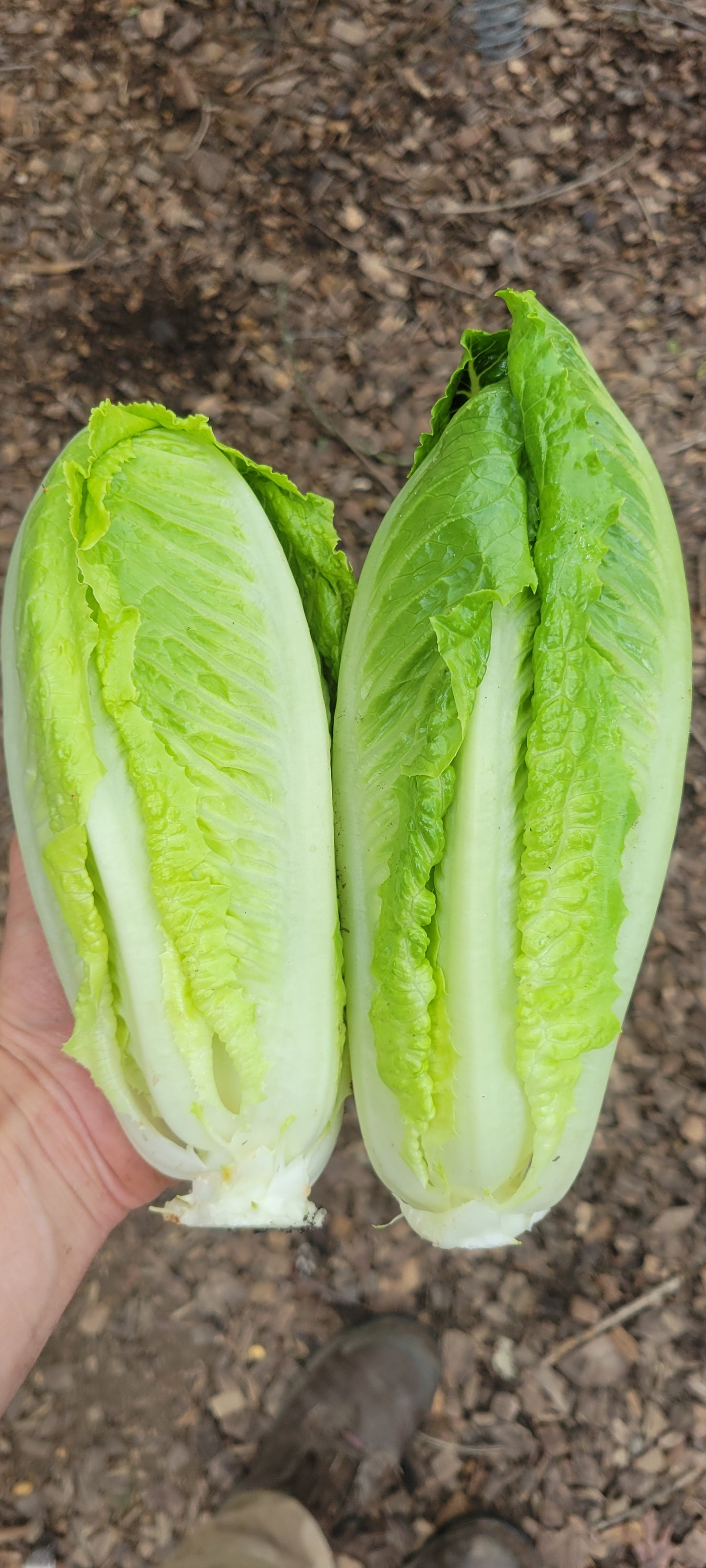 Romaine Hearts